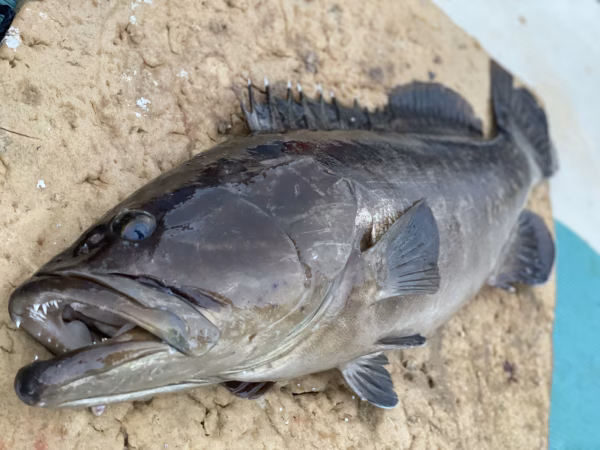 【松島産】幻の天然クエ