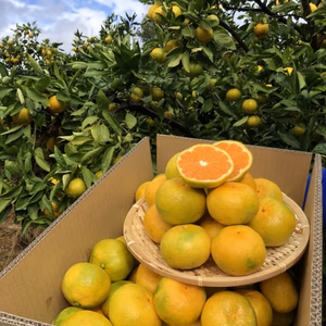 【産地直送】☆有田みかん☆極早生☆家庭用5キロ