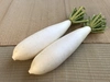 【三浦半島の伝統野菜】三浦だいこん 2本セット