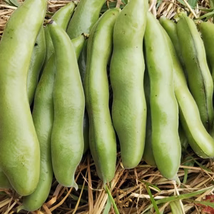 耕さない23年 ソラマメ