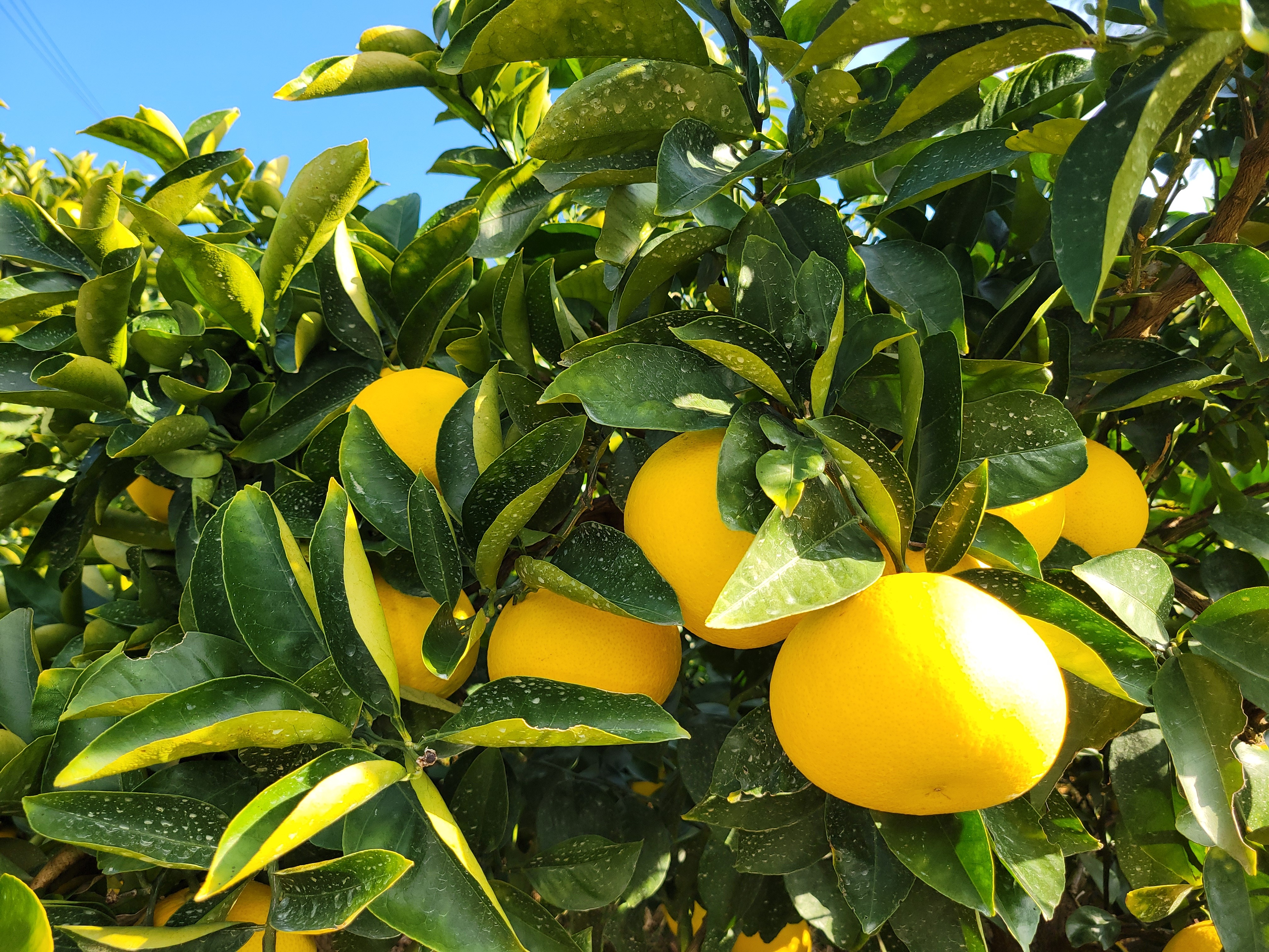 (特別栽培)和歌山県産 八朔A品B品混合 L〜2Lサイズ※12月中旬発送予定 5kg