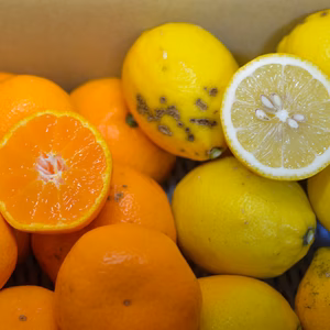 味わい濃厚熟成みかん＋とりたて新鮮低農薬レモン（訳あり）〔大小混合〕