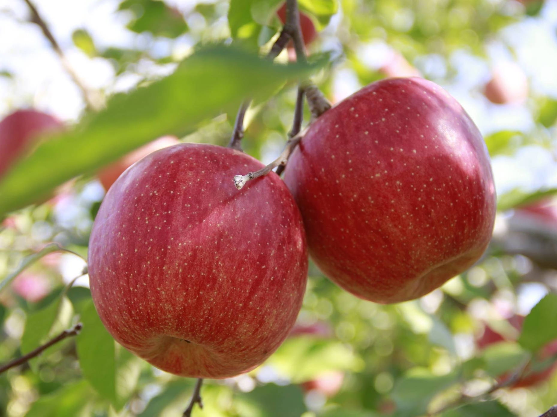 ③　特選サンふじ　L　10キロ　長野県産　減農薬　化学肥料不使用　わんぱくりんご