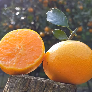 有田みかん　5kg　※北海道・沖縄 不可です。送料無料(´ε｀ )