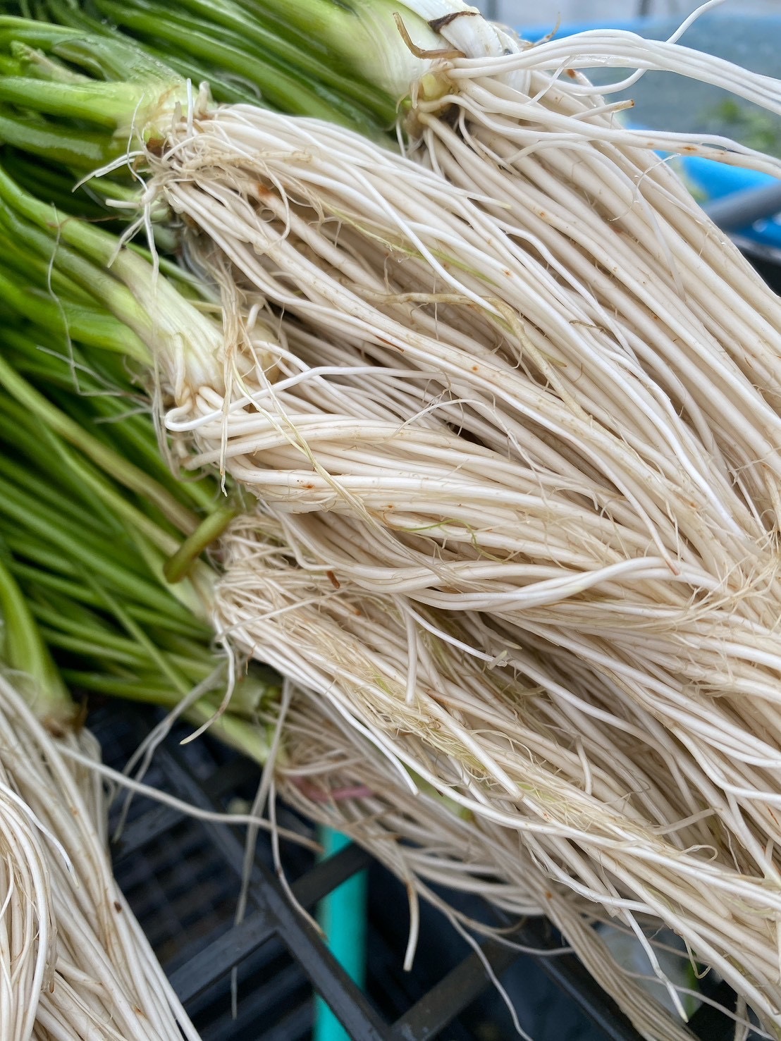 根っこが主役！湯沢市産『三関せり』 500g｜せりの商品詳細｜ポケット