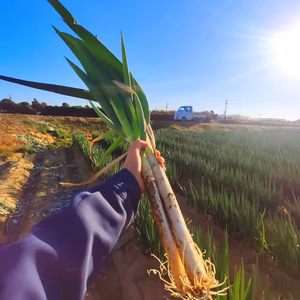 ✨甘くてトロトロ✨【訳あり】無調整有機ネギ 5kg