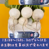 果物みたいな甘さのサラダラティーナカブ1kg1パック&サラダ140g1パック