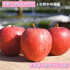 青森県産りんご『千秋』5kg　約14~18玉