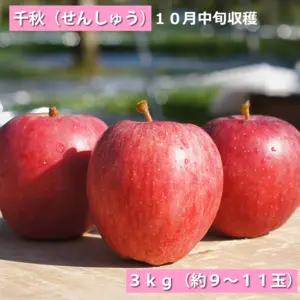 青森県産りんご『千秋』5kg　約14~18玉