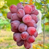 【葡萄好き園主お任せ】シャインマスカット&希少品種含む旬の葡萄2品種　