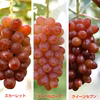 スカーレット ヌーベルローズ クイーンセブン 赤ブドウ３種セット 約1.2Kg