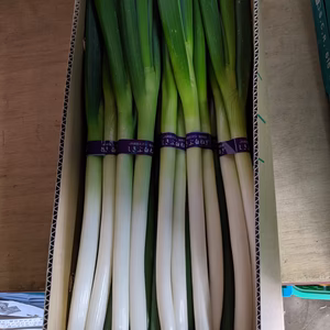 しっかり硬く、優しい辛さ！白ネギ