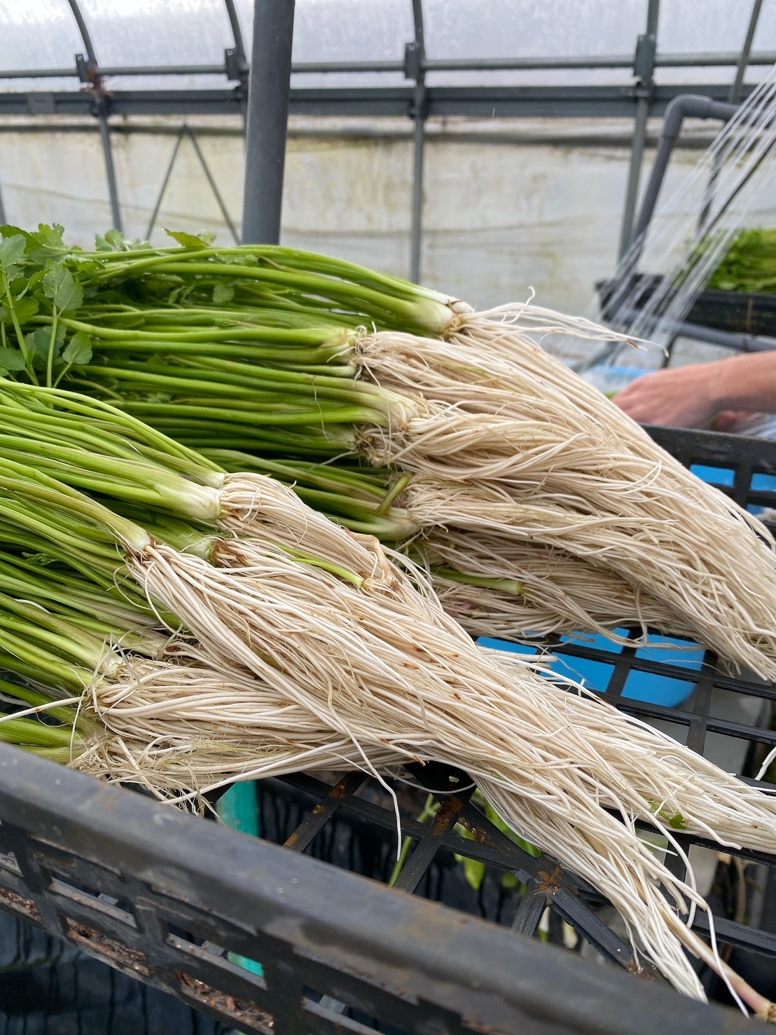 根っこが主役！湯沢市産『三関せり』 500g｜せりの商品詳細｜ポケット