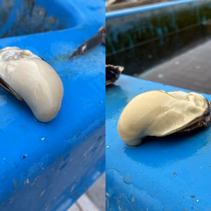 【生食可能】兵庫県相生産　夏に食べる真牡蠣