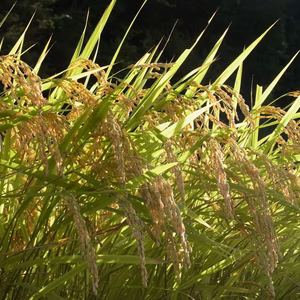 ［特A評価］天日干し（はぜかけ米 ）信州コシヒカリ 30年産