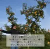【送料無料】スーパームーンりんご＆サンふじ・訳あり5kg