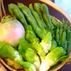 鹿児島・早春野菜セット・新鮮なままクール便６０サイズでお届け