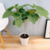 ［在庫］フィカス　ウンベラータ　曲がり　観葉植物　室内