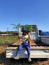 なかむら農園のおまかせ野菜BOX