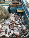 漁師セット❗️❗️ その季節の旬な物の詰め合わせ鮮魚セット♪