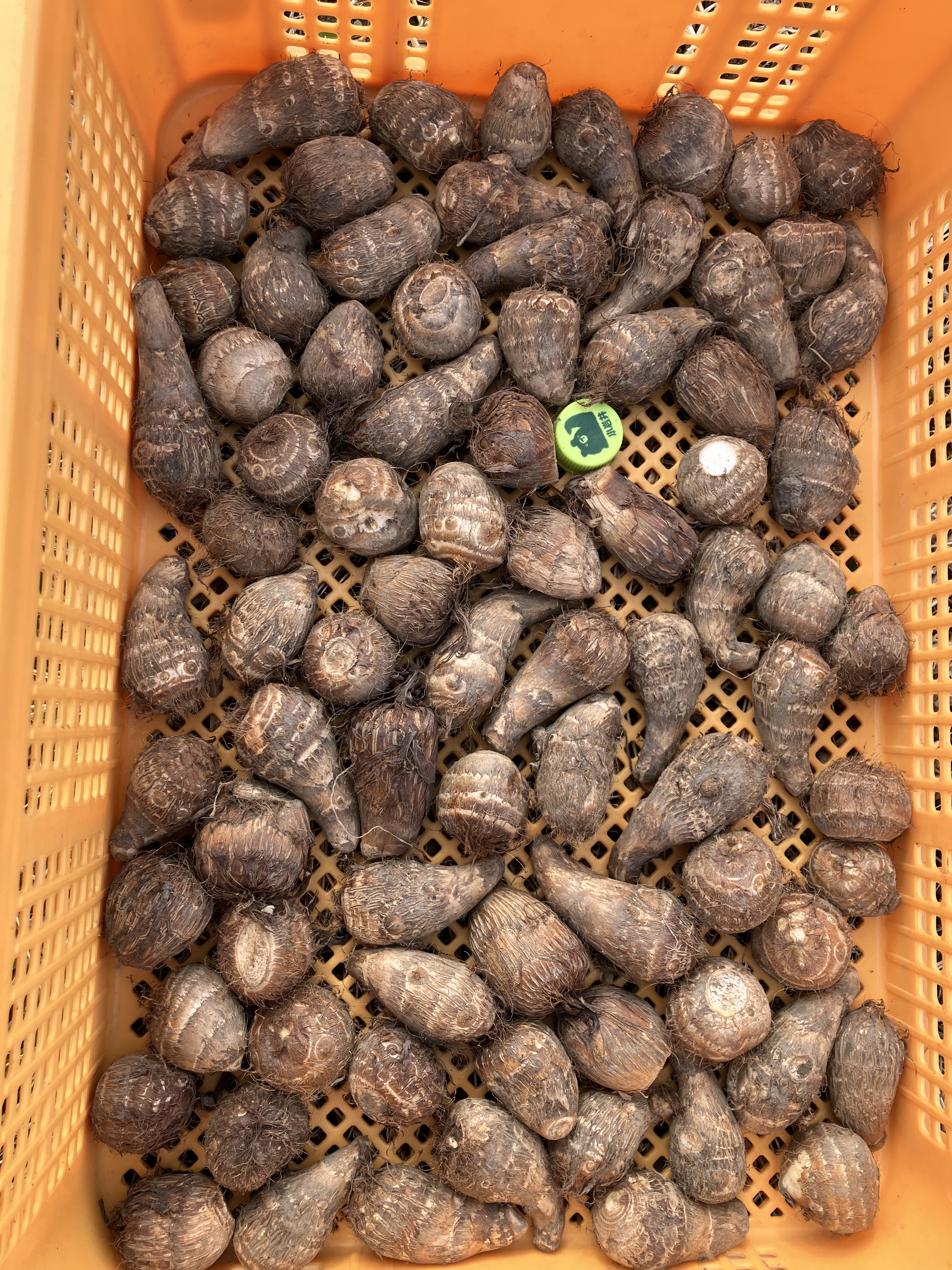 かゆくならないと肥評判！おおふくの里芋ミニサイズ 農薬不使用有機