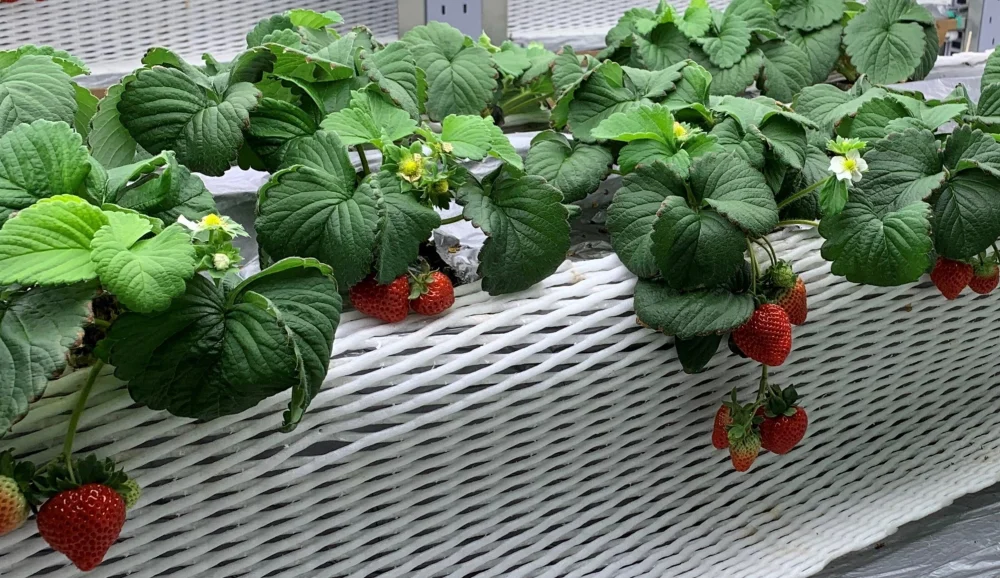 植物工場【ベリーズ工場タナベリー】 いちごアイス　6個セット