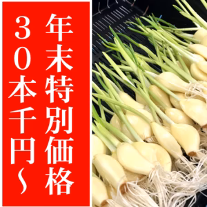 ★年末特別価格★便利なレシピ付き！ 発芽にんにく　30本〜