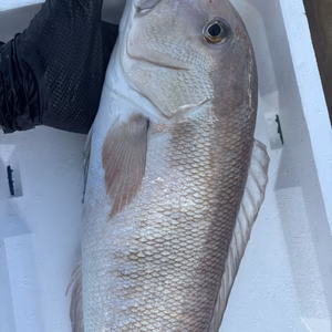 希少☆ 本日限定15:00まで: 活〆白甘鯛　1匹　約1.7kg前後