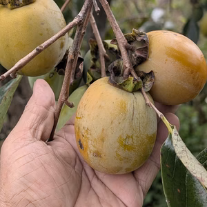 超希少種の熟し柿　自然栽培農薬不使用（無農薬）