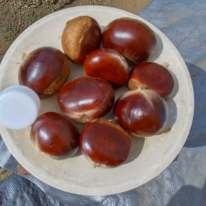 只今旬な栗　最終販売