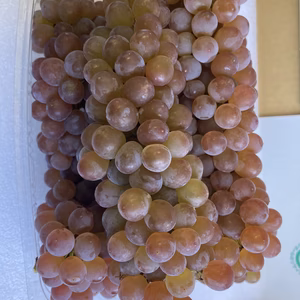 【訳あり・売り尽くし】色が薄い完熟ハウスデラウェア1.5kg箱