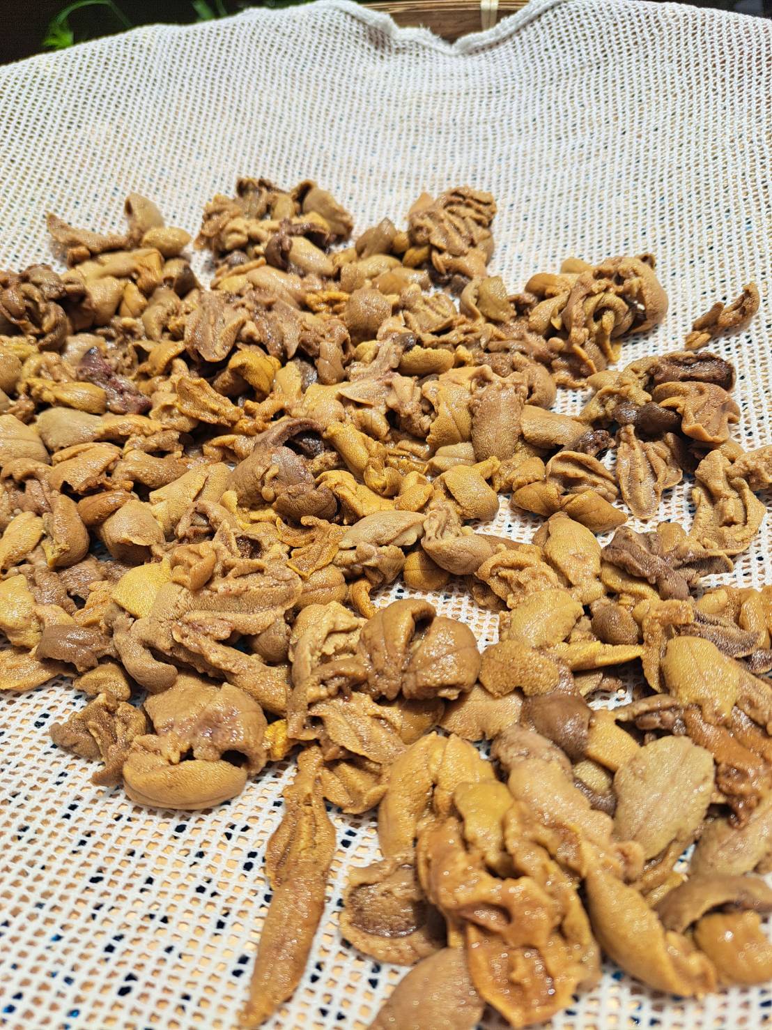 junkichi12182527五島列島産ガンガゼ100個 厄介うに ガンガゼの塩うに 70g×3本 / ウニ 雲丹 五島市 / うた