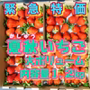 緊急特価！加工向け夏秋いちご【内容量約1.2kg】