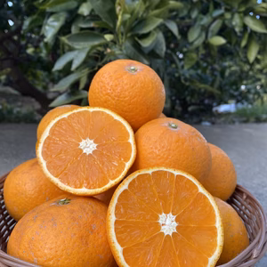 ジューシー 樹熟清見オレンジ 和歌山 有田 家庭用