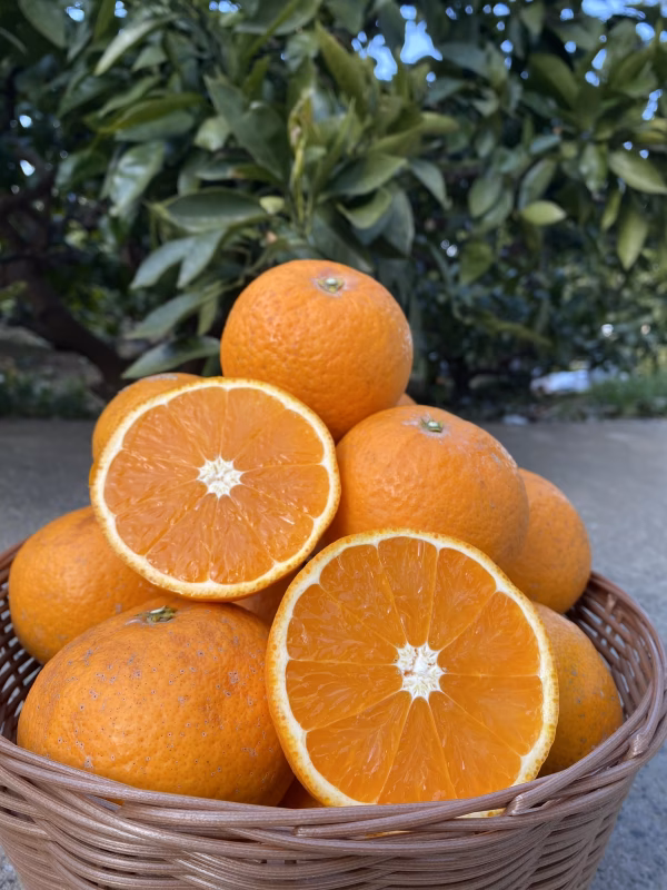 ジューシー 樹熟清見オレンジ 和歌山 有田 家庭用