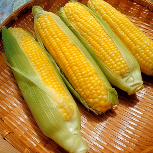 朝採れ！長崎県産とうもろこし　※品種ゴールドラッシュ ６月発送