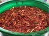 【樽仕込み】オイキムチ　２５０g