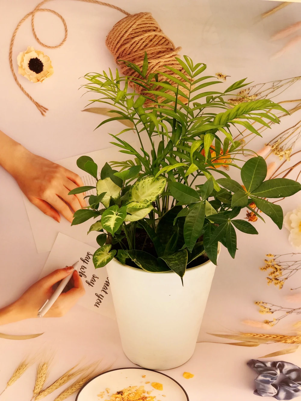 【夏のギフト】幸せを運ぶ観葉植物の5寸おまかせ寄せ植え（４～５品種）
