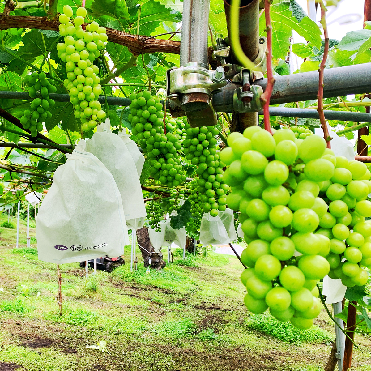 さいとう農園 さいとう農園 – COOPMYFARM