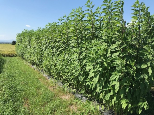 新物 無農薬栽培 菊芋 キクイモ 低カロリー ヘルシー野菜 農家漁師から産地直送の通販 ポケットマルシェ