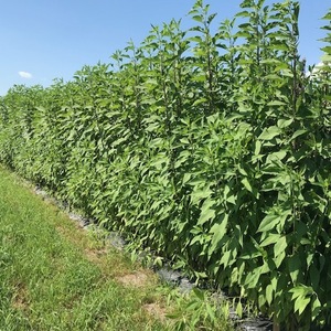 新物　無農薬栽培「菊芋」キクイモ　低カロリー、ヘルシー野菜！