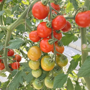 【作本農園】ミニトマト詰め合わせ1.8kg