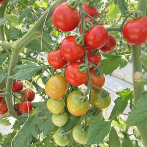 【作本農園】ミニトマト詰め合わせ1.8kg