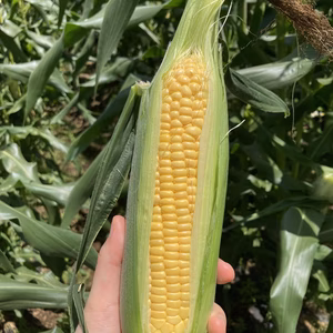 新鮮！ 千葉県産 とうもころし【ゴールドラッシュ】