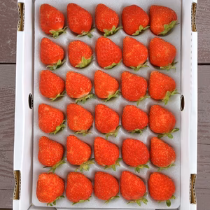 [金賞受賞]Mサイズ（30玉）長野産夏いちご”ベリーナルビー（信大BS8-9）”