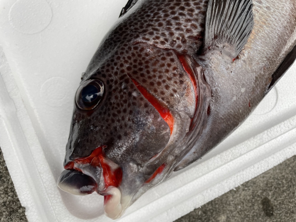 魚突き 動画あり アジアコショウダイ2 6kg 鱗 下処理済み 農家漁師から産地直送の通販 ポケットマルシェ