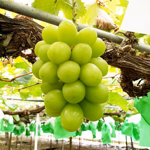 【旬の時期到来！】島根県出雲産シャインマスカット1房【約700g~約900g】