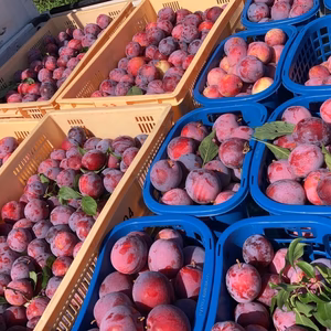 高級すもも[太陽]家庭、加工用(冷凍便)