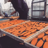 下元紗希 | MIDORI自然食品