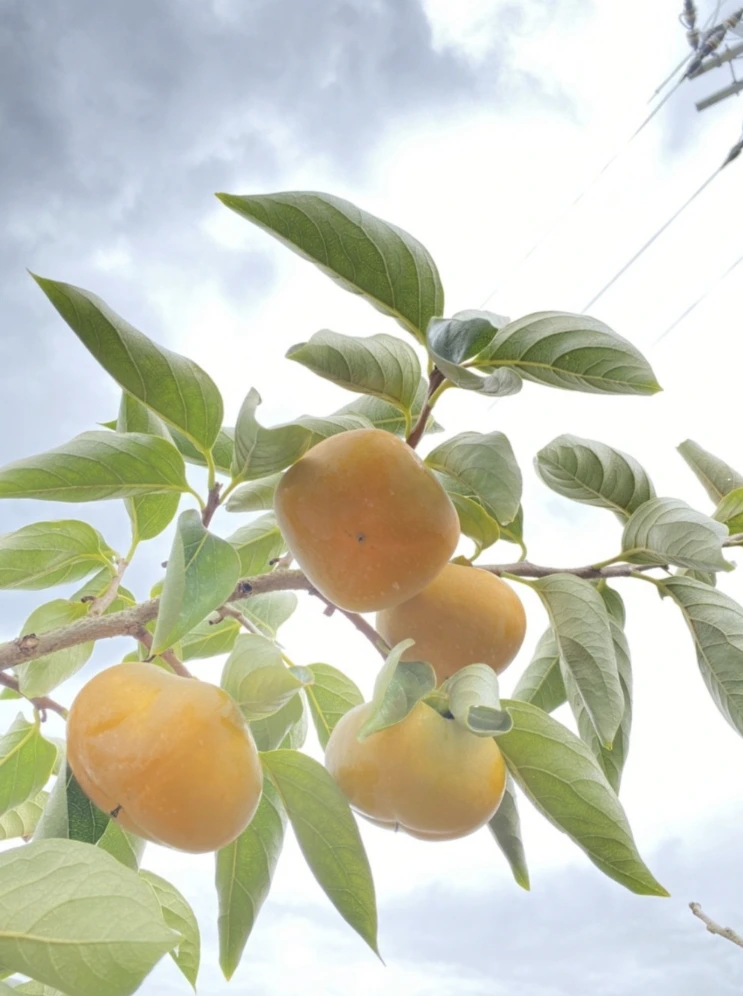 【送料無料】和歌山県産　たねなし柿　秀品贈答用